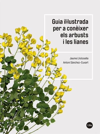 GUIA IL·LUSTRADA PER A CONEIXER ELS ARBUSTS I LES LIANES | 9788491683735 | LLISTOSELLA VIDAL & ANTONI SANCHEZ-CUXART