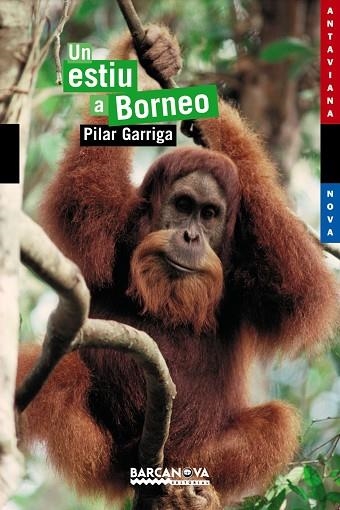 UN ESTIU A BORNEO | 9788448921071 | PILAR GARRIGA