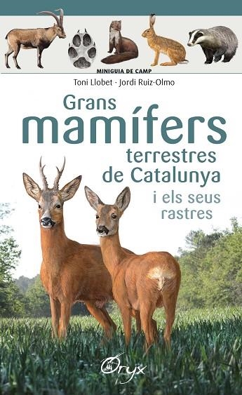 GRANS MAMIFERS TERRESTRES DE CATALUNYA I ELS SEUS RASTRES | 9788490347881 | TONI LLOBET & JORDI RUIZ-OLMO