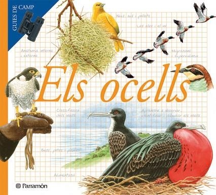 ELS OCELLS | 9788434228283 | ANGELS JULIVERT