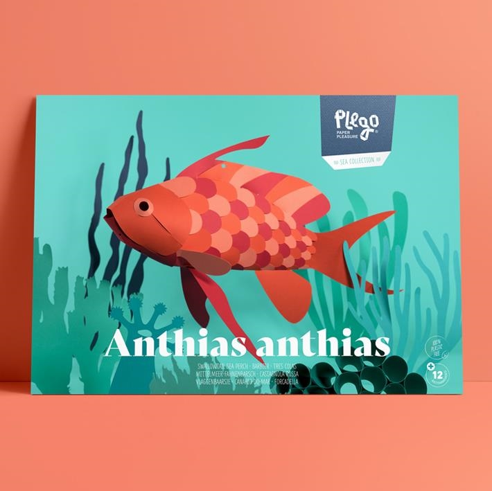 PLEGO ANTHIAS ANTHIAS | 8436043720438 | PLEGO