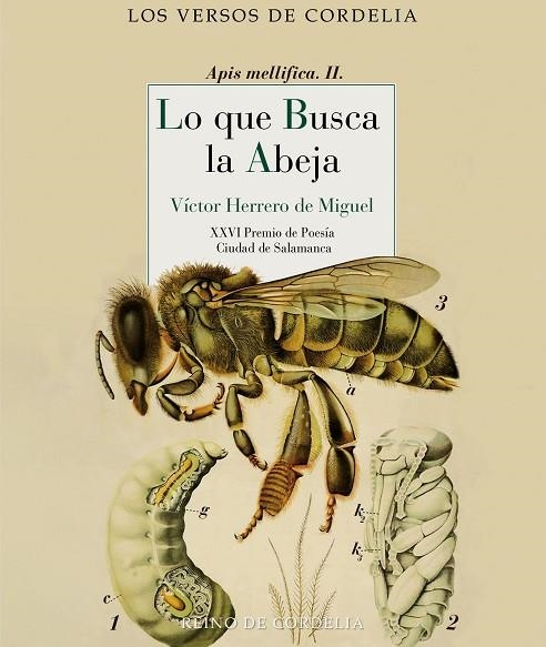 LO QUE BUSCA LA ABEJA | 9788419124685 | VICTOR HERRERO DE MIGUEL